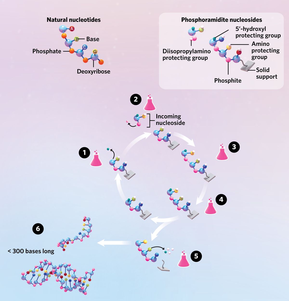 Infographic showing chemical DNA synthesis.