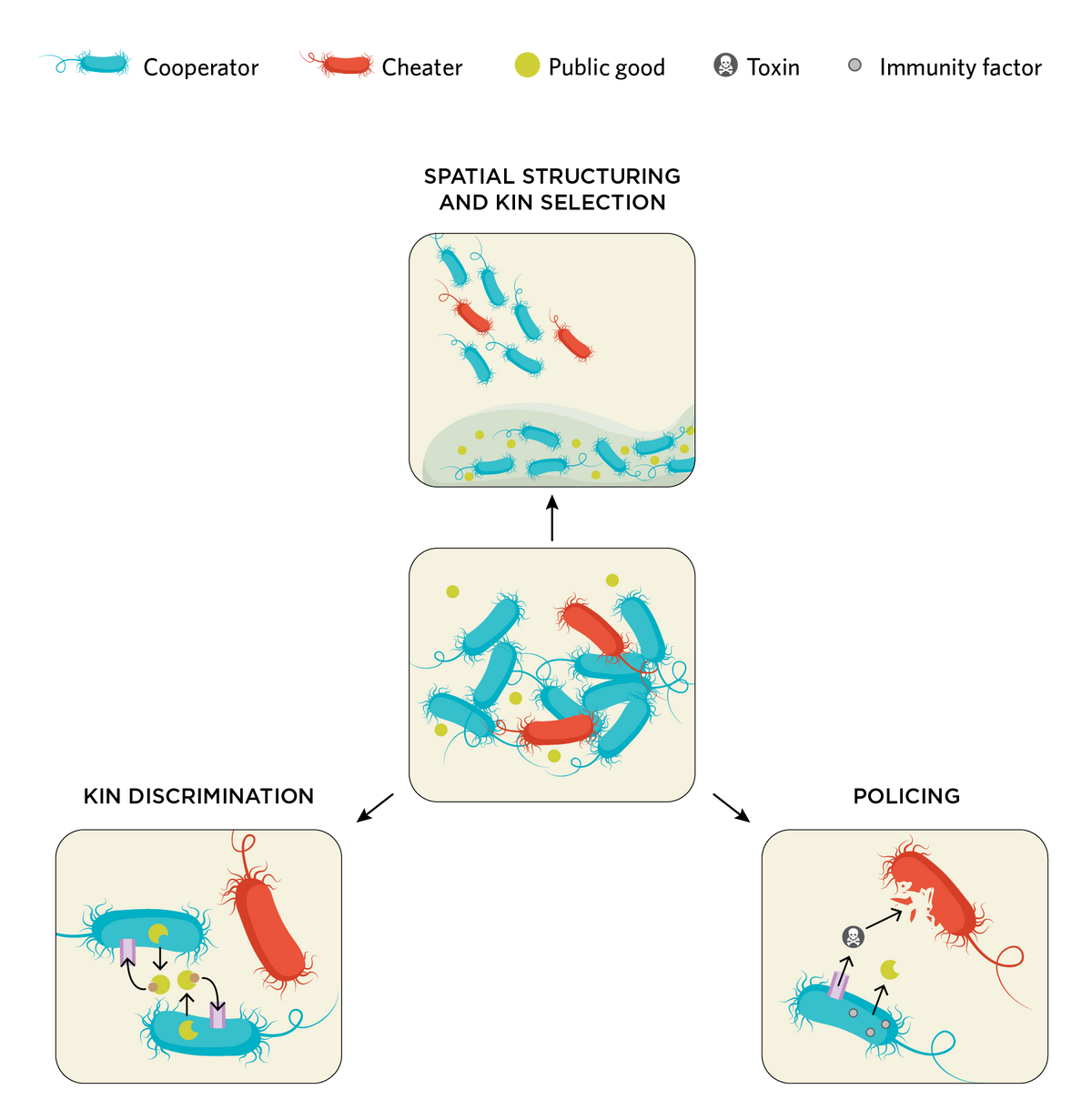 Infographic showing strategies used by cooperators to curb the cheater population in a bacterial community