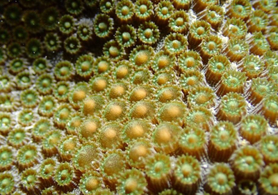 Slideshow: Restoring Coral Reefs