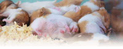 Hamster pups sleep on sawdust bedding.