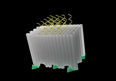 Cuboidal DNA origami block containing parallel double helices (gray columns) decorated with tumor antigens (green proteins) and CpG adjuvants (yellow helices) on opposing faces.