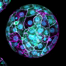 A developing embryo with DNA labeled blue, cell boundaries labeled pink, and certain cells fluorescing green.