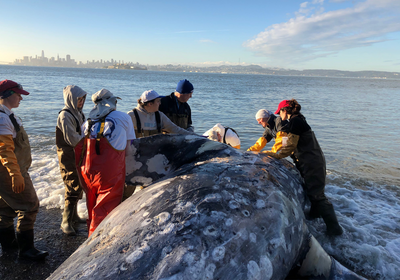 Slideshow: Solving a Gray Whale Murder Mystery