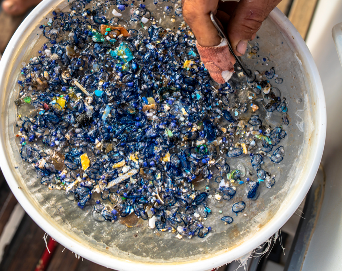 Sampling of different neuston species alongside recovered plastic