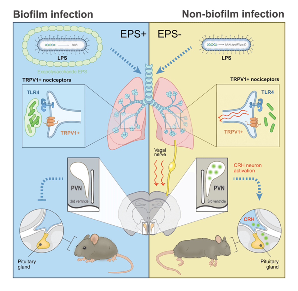 An illustration of the differences in the body’s response to infection by biofilm forming and non-forming Pseudomonas bacteria.