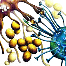 An illustration of a<em >&nbsp;</em>macrophage internalizing <em>Staphylococcus aureus</em> through phagocytosis and presenting antigens to a T cell with many bacterial cells surrounding the immune cells.