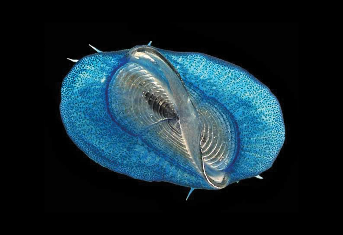 The by-the-wind sailor (<em>Velella velella</em>)