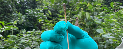 A blue gloved hand holding a long, brown cotton swab with a dirty tip.